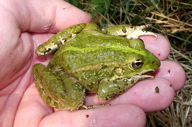 Pelophylax ridibundus