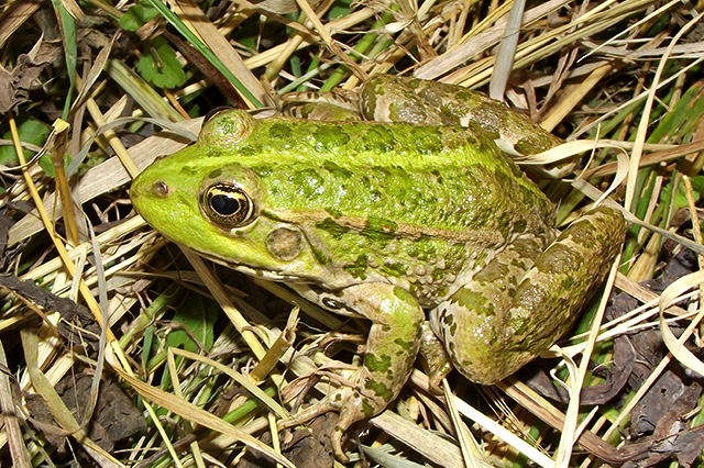 Pelophylax ridibundus