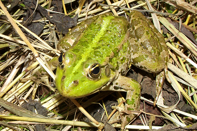 Pelophylax ridibundus