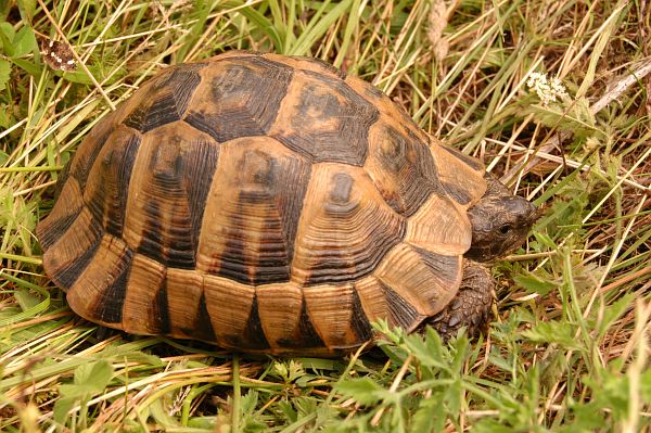 Testudo graeca