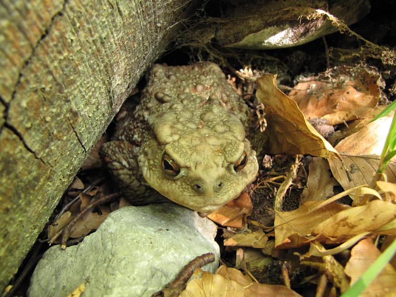 Bufo bufo