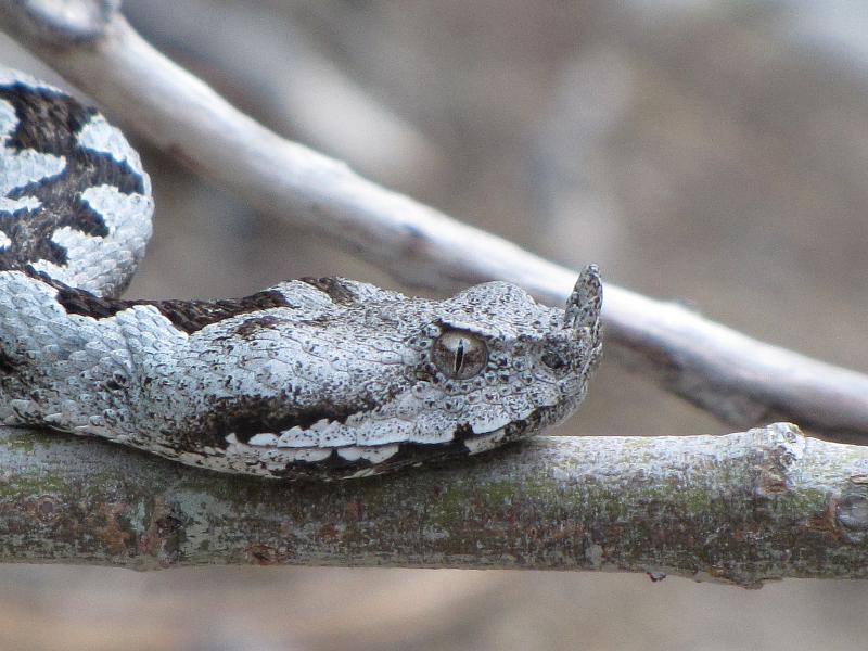 Vipera ammodytes