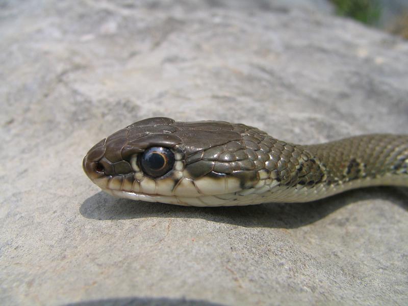 Platyceps najadum