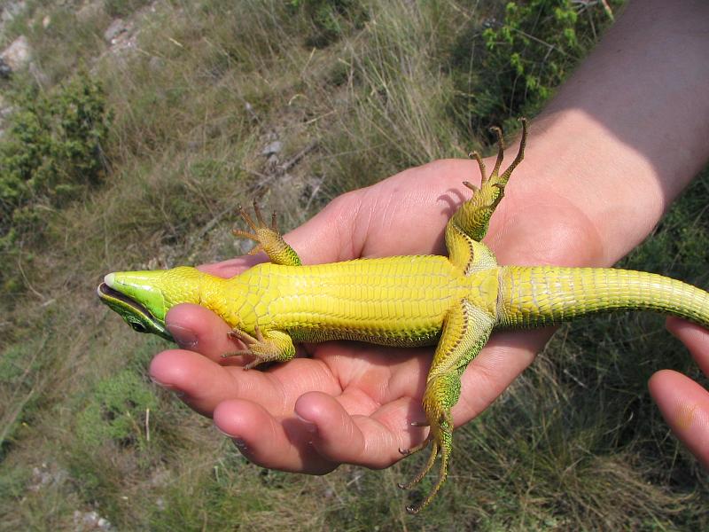 Lacerta trilineata