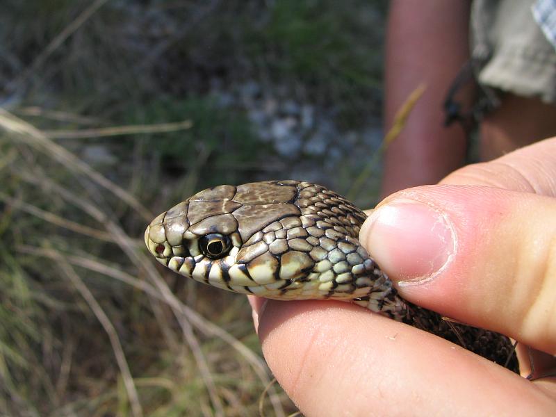 Hierophis gemonensis