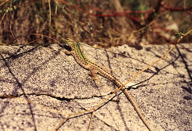 Podarcis siculus