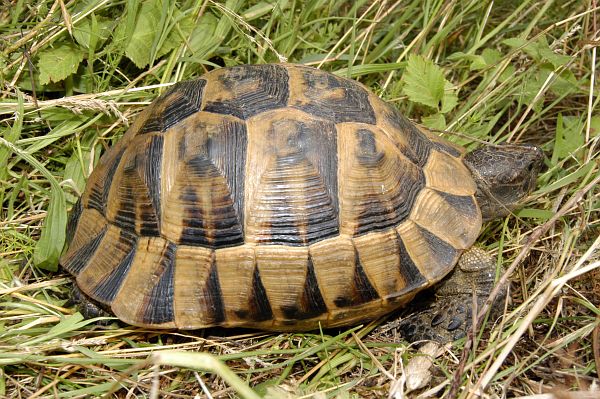 Testudo graeca