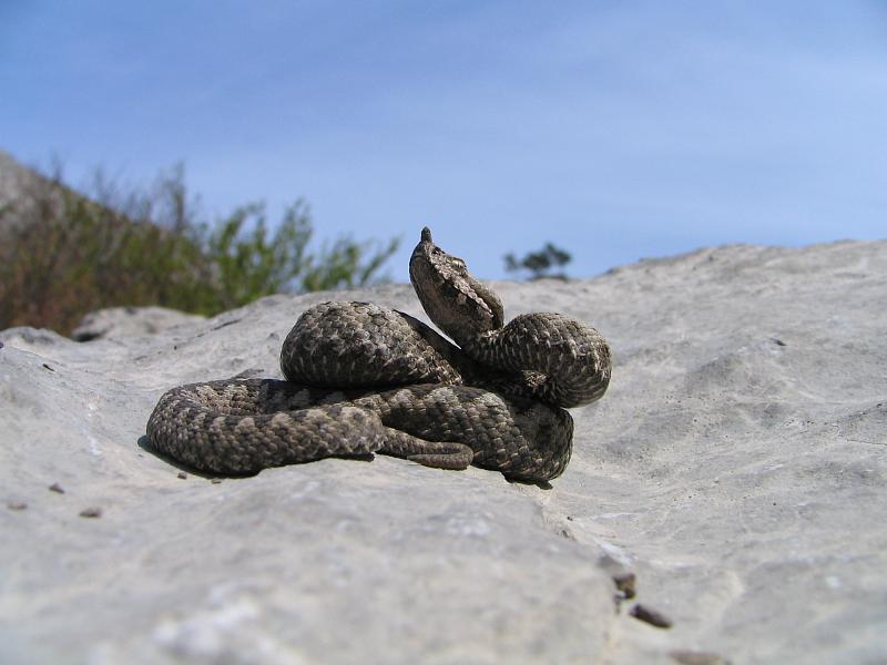 Vipera ammodytes