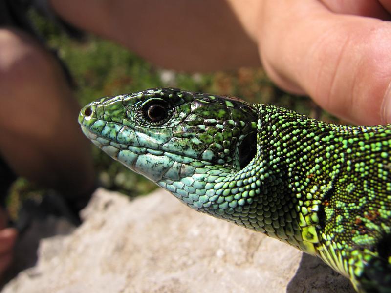 Lacerta viridis