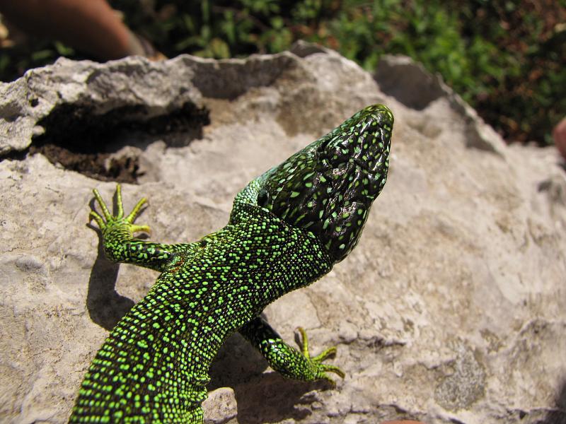 Lacerta viridis