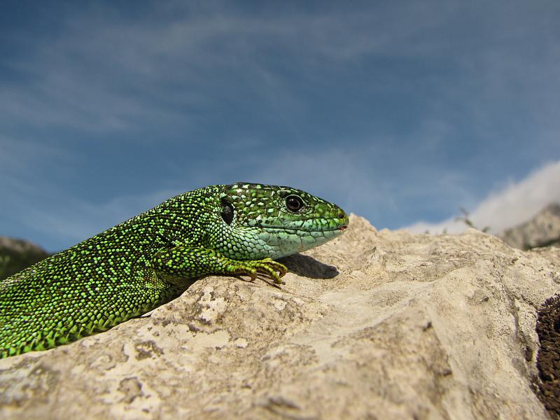 Lacerta viridis