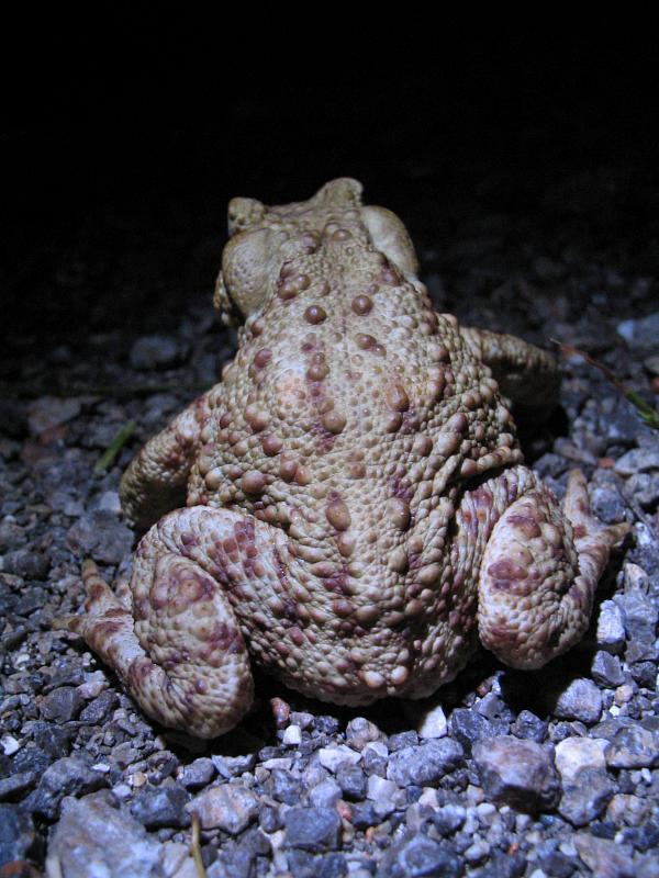 Bufo bufo