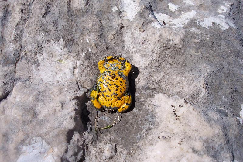 Bombina variegata