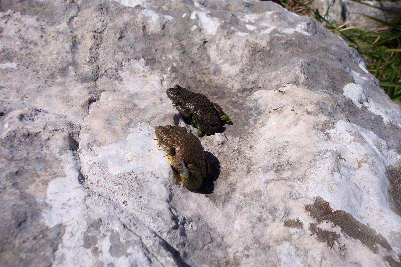 Bombina variegata