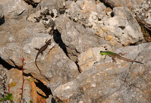 Algyroides nigropunctatus