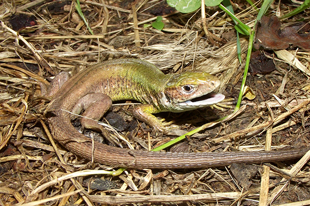 Lacerta viridis