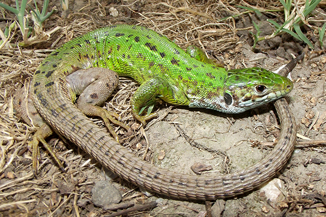 Lacerta viridis