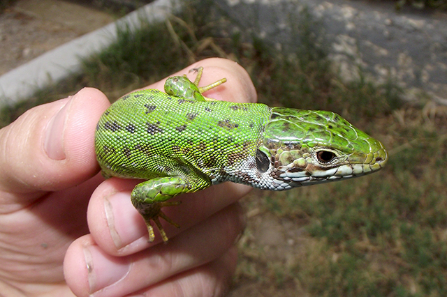 Lacerta viridis