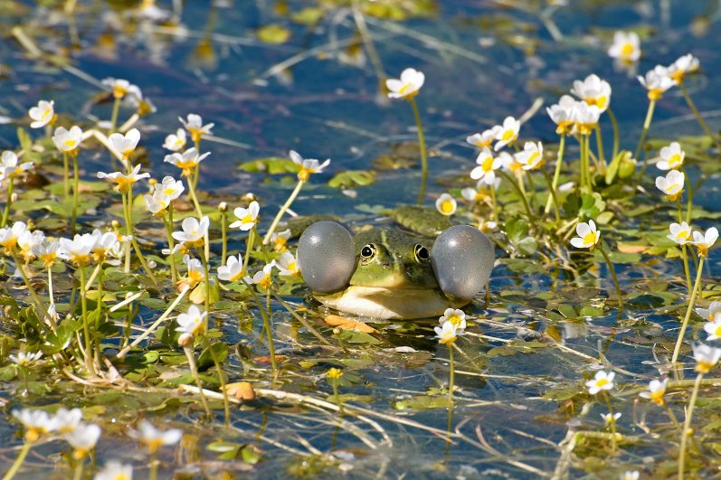 Pelophylax ridibundus