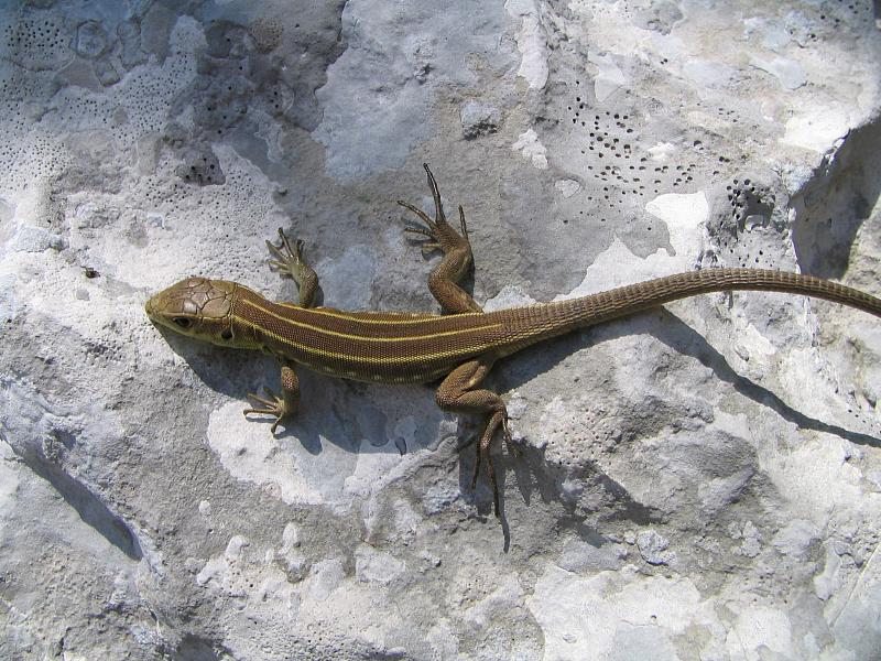 Lacerta trilineata