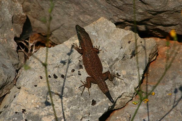 Algyroides nigropunctatus