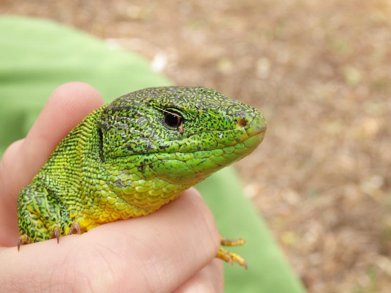 Lacerta trilineata