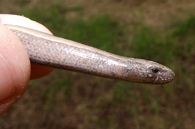 Anguis fragilis s.l.