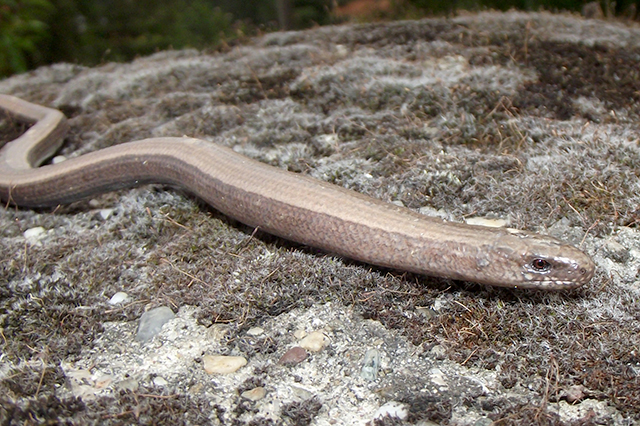 Anguis fragilis s.l.