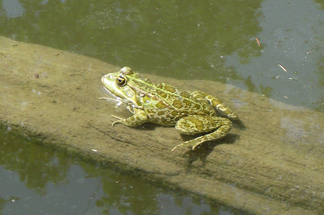 Pelophylax ridibundus