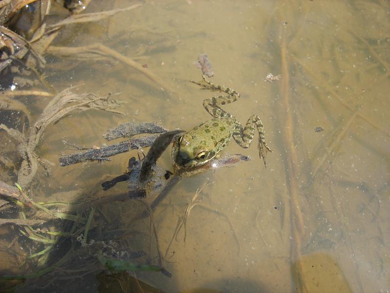 Pelophylax/Rana sp.