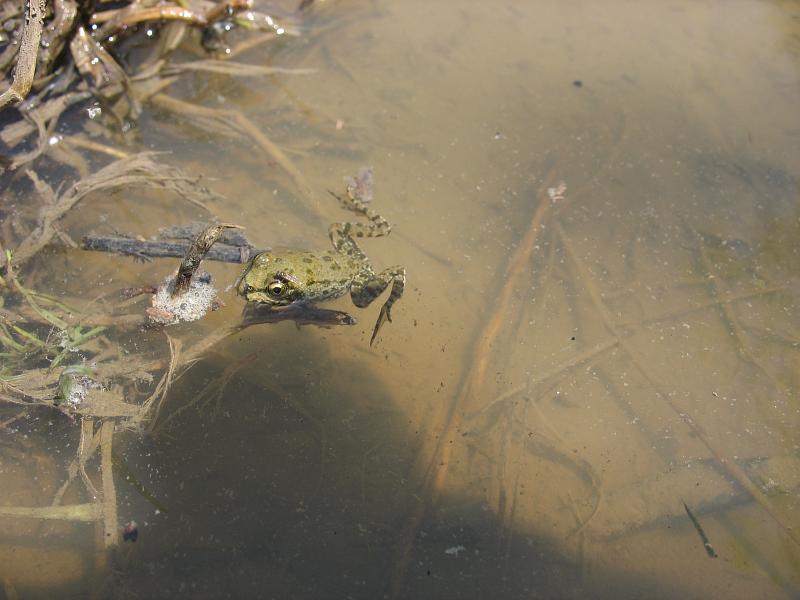 Pelophylax/Rana sp.