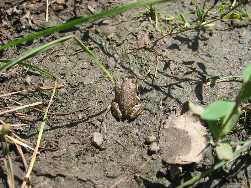 Pelophylax/Rana sp.