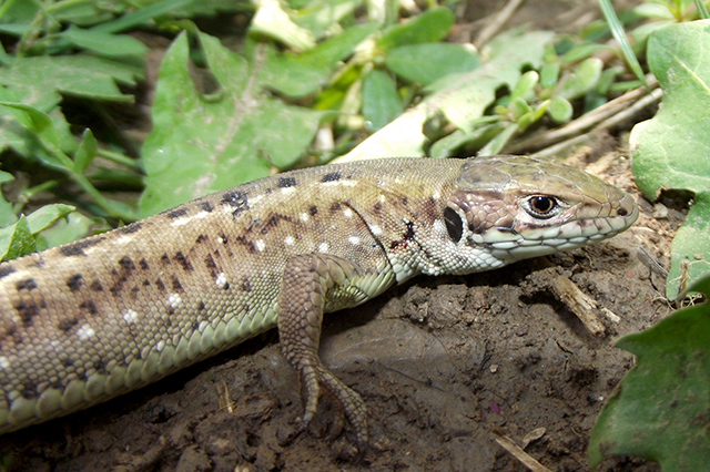 Lacerta viridis