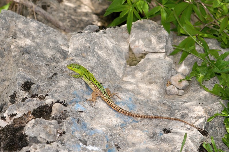 Podarcis siculus Podarcis siculus