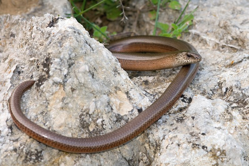 Anguis fragilis s.l.