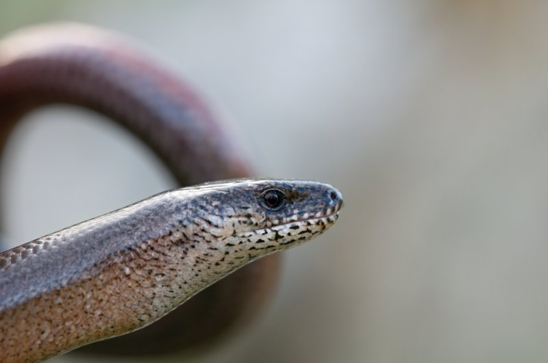 Anguis fragilis s.l.
