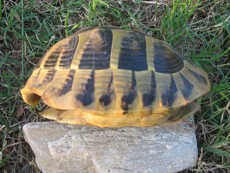 Testudo hermanni