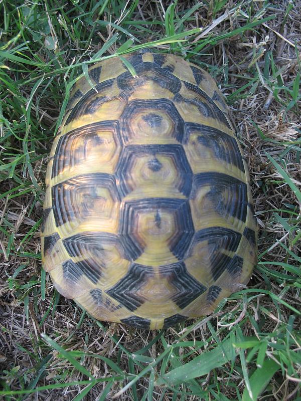 Testudo hermanni