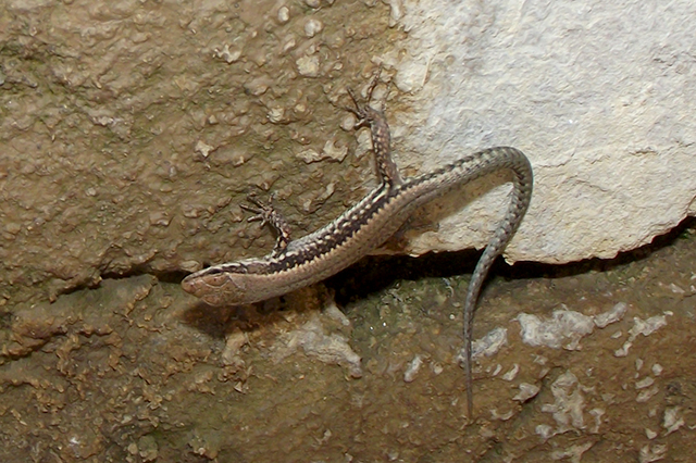 Podarcis muralis