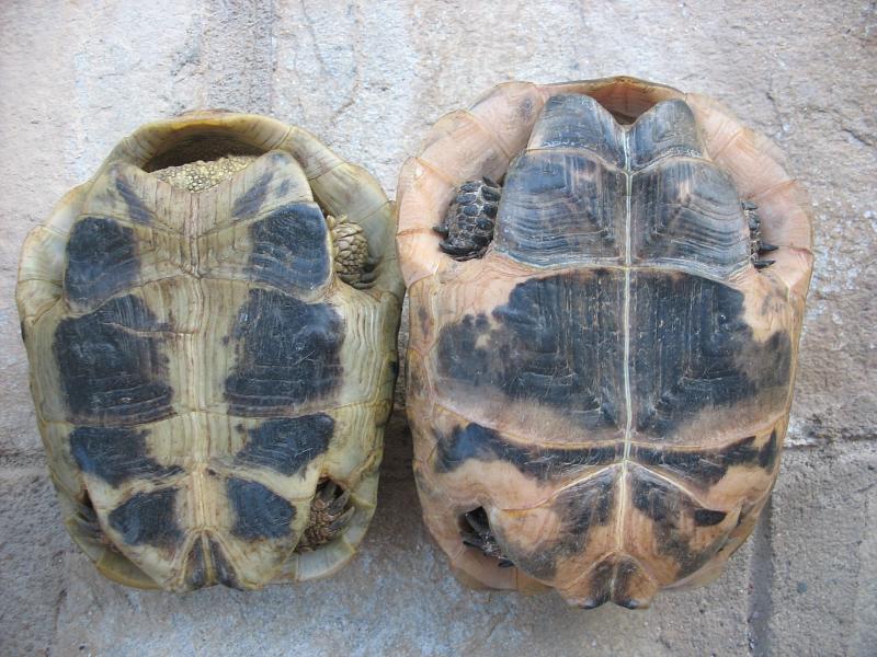 Testudo graeca