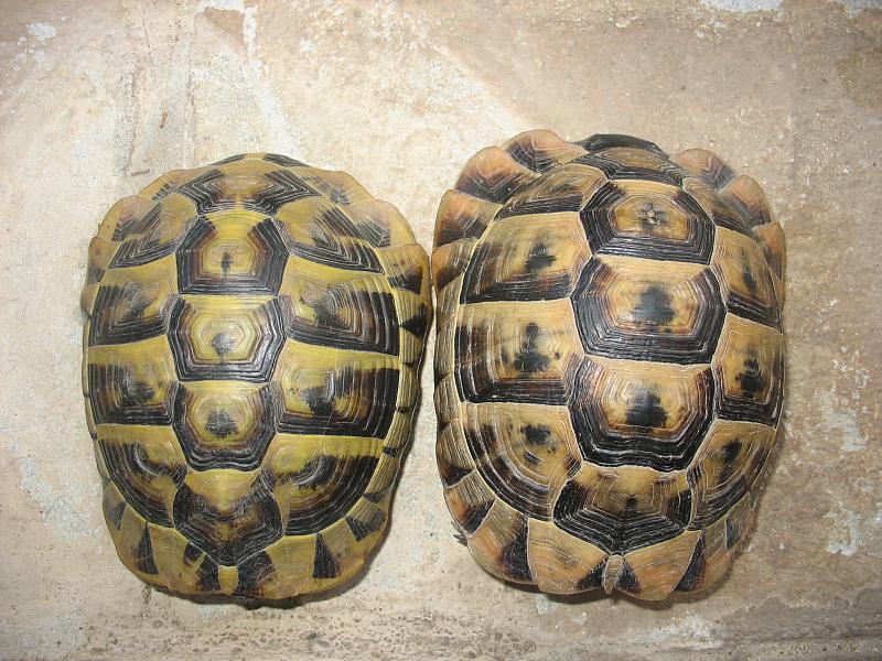 Testudo graeca