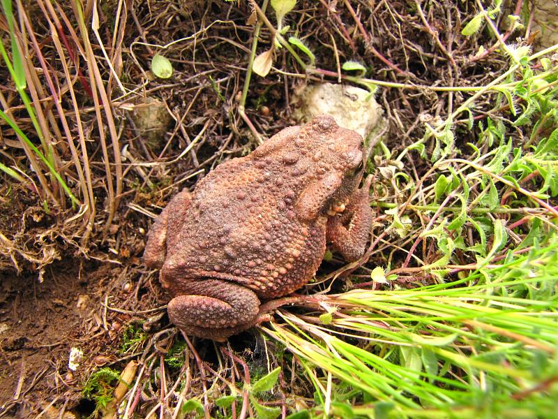 Bufo bufo