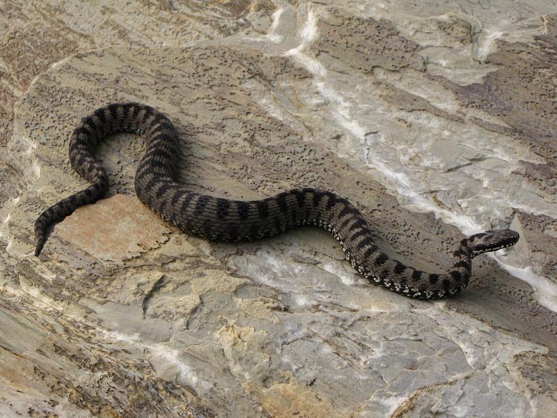 Vipera berus