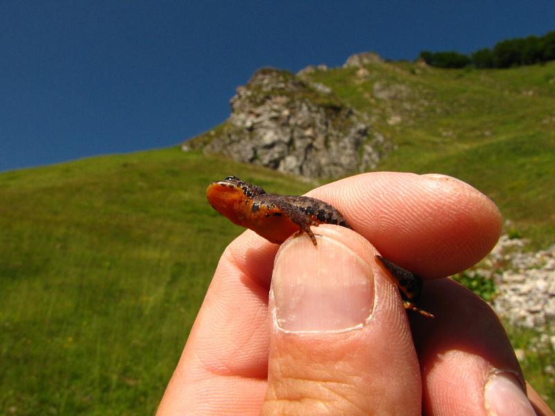 Mesotriton alpestris