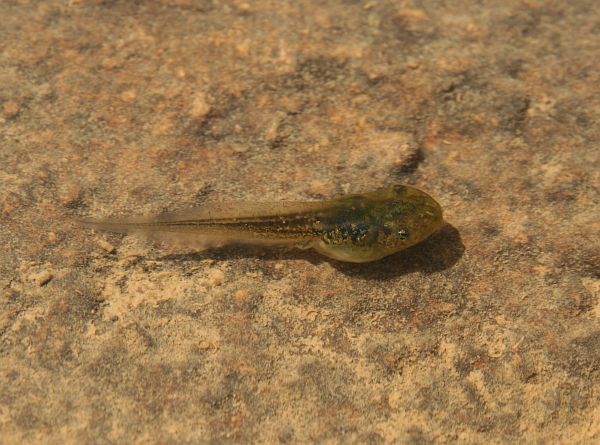 Hyla arborea