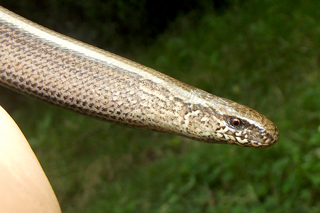 Anguis fragilis s.l.