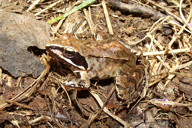 Rana dalmatina