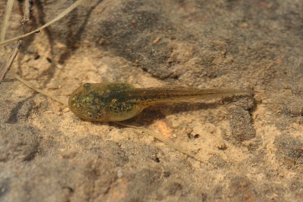 Hyla arborea