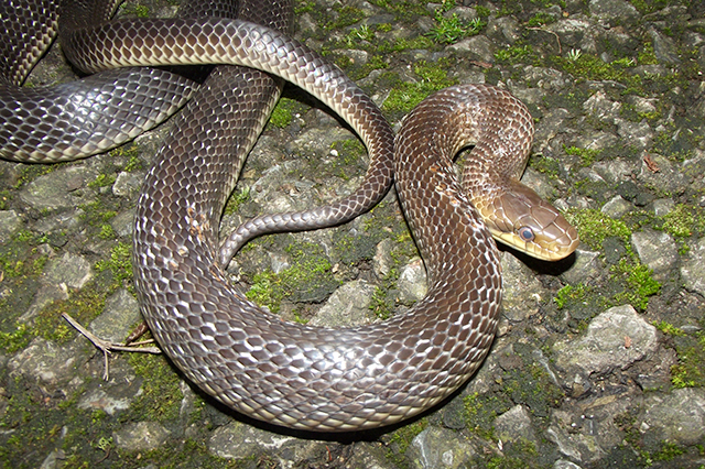 Zamenis longissimus Zamenis longissimus