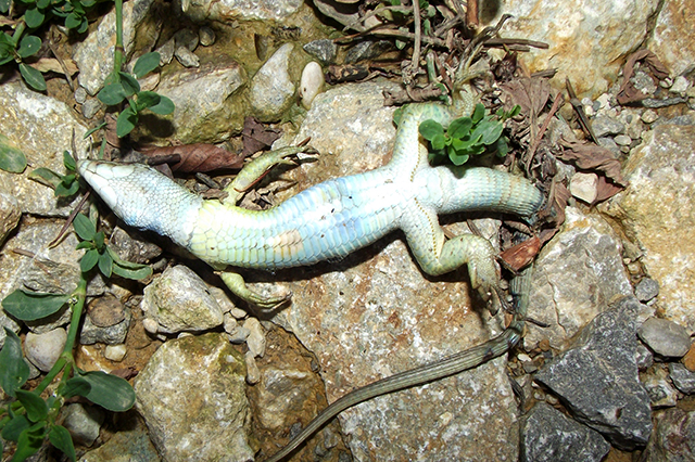 Lacerta viridis